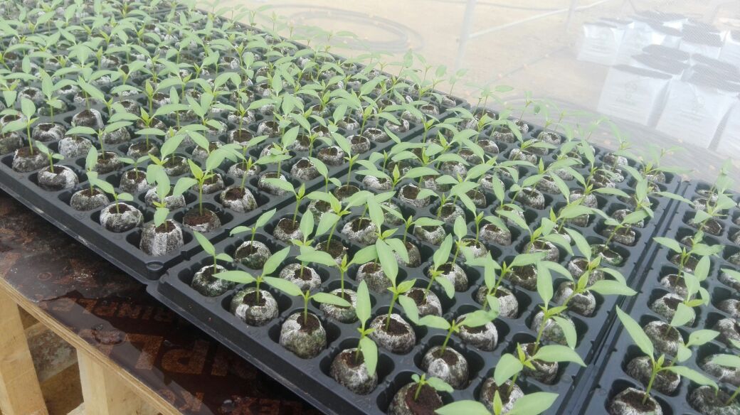 Bloom Plantations Cover 1