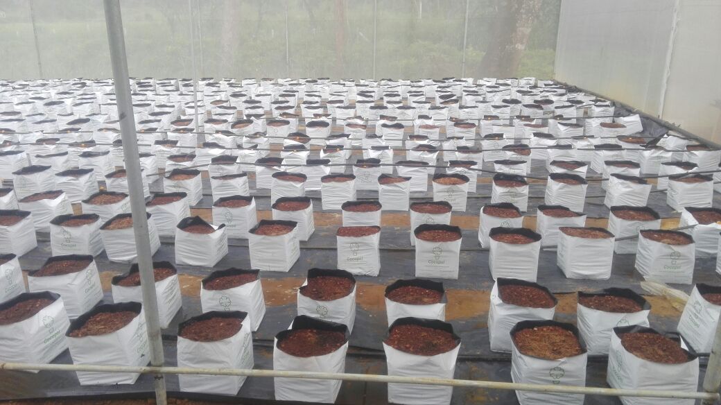 Bloom Plantations Cover 2