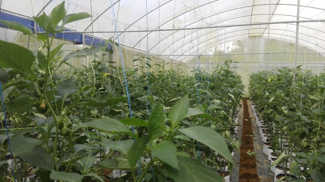 Bloom Plantations Cover 3