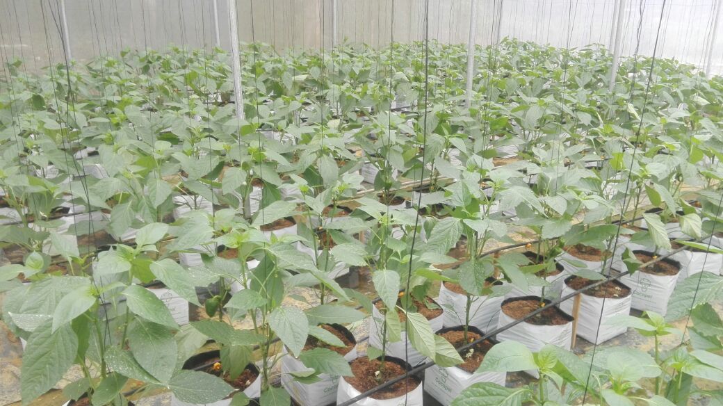 Bloom Plantations Cover 4